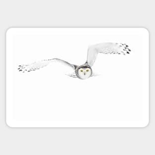 Eyes on the prize - Snowy Owl Sticker